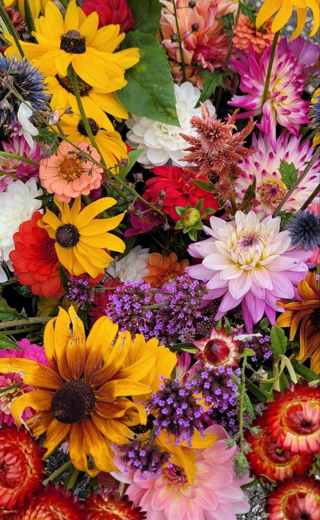 Zaden van prachtige (pluk)bloemen, Tuin en Terras, Bloembollen en Zaden, Volle zon, Ophalen of Verzenden