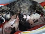 Super lieve kittens, Dieren en Toebehoren, Katten en Kittens | Overige Katten, Meerdere dieren, Kortharig, 0 tot 2 jaar