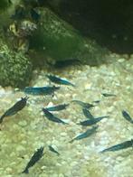 Blauwe garnalen, Kreeft, Krab of Garnaal