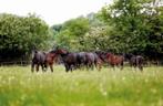 Gezocht: weiland / land / schuur te huur, Weidegang, 4 paarden of pony's of meer