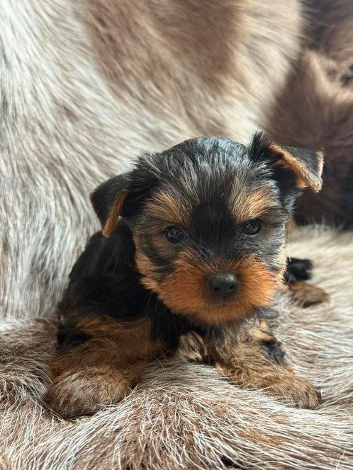 YorkShire pupies, Dieren en Toebehoren, Honden | Jack Russells en Terriërs, Meerdere dieren, Yorkshire Terriër, Fokker | Professioneel