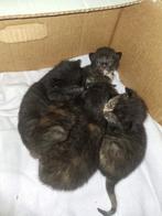 Nestje kittens cypers/zwart/tortie nog 3 poesjes beschikbaar, Meerdere dieren