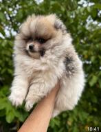 Prachtige mini pomeriaan pups ( bear face ), Dieren en Toebehoren, Honden | Poolhonden, Keeshonden en Oertypen, België, Particulier