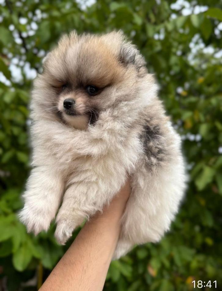 Prachtige mini pomeriaan pups ( bear face ), Dieren en Toebehoren, Honden | Poolhonden, Keeshonden en Oertypen, Meerdere dieren