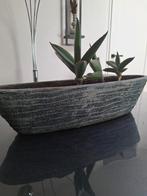 Ovale bloempot te koop!, Ophalen, Vetplant, Halfschaduw, Minder dan 100 cm