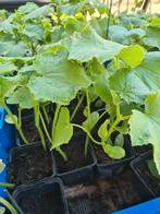 Komkommer Plant Aubergin Tomaat Kapya  Biber aci Tatli, Volle zon, Groenteplanten, Eenjarig, Ophalen of Verzenden