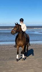 Mooie, lieve New Forest D pony te koop, Dieren en Toebehoren, Pony's, Gechipt, Ruin, Dressuurpony, M