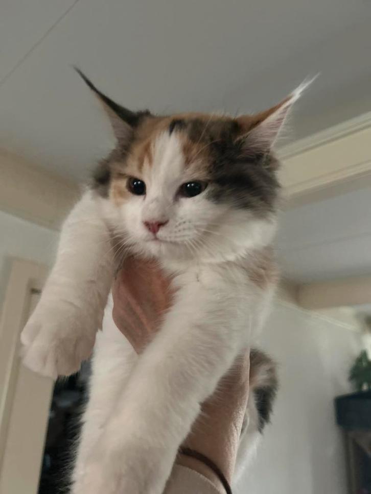 Laatste Maine Coon kitten door annulering poesje, Dieren en Toebehoren, Katten en Kittens | Raskatten | Langhaar, Poes, 0 tot 2 jaar