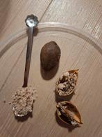 Zaden Anna Paulownaboom, Tuin en Terras, Planten | Bomen, Volle zon, Lente, Minder dan 100 cm, Overige soorten