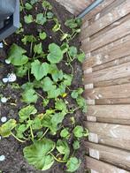 Pompoen plant, Tuin en Terras, Planten | Tuinplanten, Ophalen, Overige soorten, Volle zon