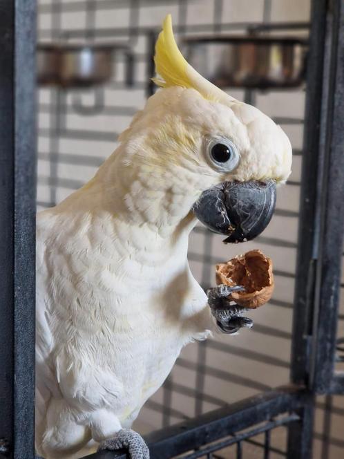 Geelkuif kaketoe man, Dieren en Toebehoren, Vogels | Parkieten en Papegaaien, Papegaai, Mannelijk