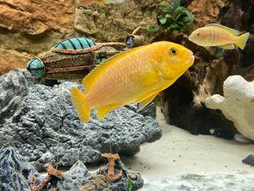 Cichlide Pseudotropheus saulosi Mbuna beschikbaar voor biedingen