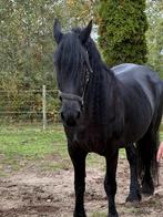 Friese ster merrie + fries merrie veulen, Dieren en Toebehoren, Paarden, Meerdere dieren, Zadelmak, Recreatiepaard, 0 tot 2 jaar
