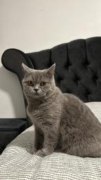 Britse korthaar poes, Dieren en Toebehoren, Ophalen of Verzenden