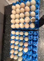 Eendeneieren, Dieren en Toebehoren, Geslacht onbekend, Kip