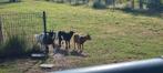3 jonge Geitenbokjes, Dieren en Toebehoren, Schapen, Geiten en Varkens, Mannelijk, Geit, 0 tot 2 jaar