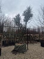 Quercus suber 400/500, Tuin en Terras, Overige soorten, Lente, 400 cm of meer, Ophalen