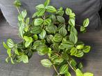Peperomia Angulata Rocca Scuro, Ophalen of Verzenden, In pot, Halfschaduw, Minder dan 100 cm