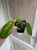 Philodendron Squamiferum - Zeldzame kamerplant, Ophalen of Verzenden