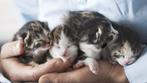 Kittens gezocht!, Dieren en Toebehoren, Katten en Kittens | Overige Katten