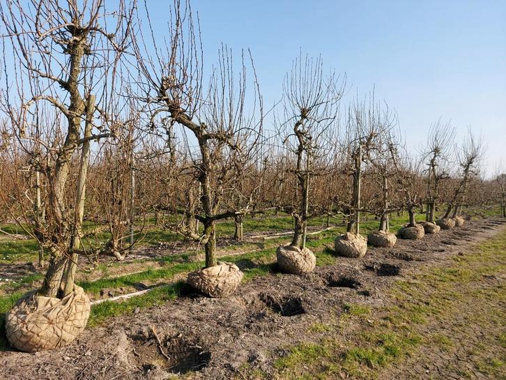 Oude Perenbomen, Tuin en Terras, Planten | Fruitbomen, Perenboom, 250 tot 400 cm, Halfschaduw, Lente, Ophalen