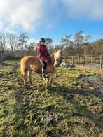 Topbrave 18 jarige Haflinger merrie, Dieren en Toebehoren, Ophalen, Dressuur