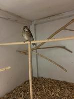 Kanarie, Dieren en Toebehoren, Vogels | Kanaries, Geslacht onbekend, Kleurkanarie