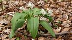 Daslook  Bärlauch Allium ursinum  Stinzeplant Voedselbos, Halfschaduw, Vaste plant, Ophalen of Verzenden, Lente