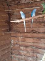 Mooi koppel halsbandparkieten., Meerdere dieren, Parkiet, Geringd