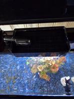 Acarium met vissen en pomp zwart, Vis