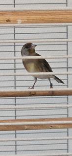 Kanarie pop ( timbrado) en bastaard pop te koop, Dieren en Toebehoren, Vogels | Kanaries, Vrouwelijk, Bastaard