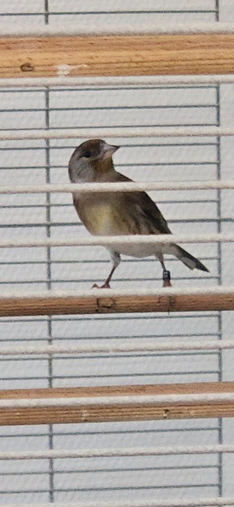 bastaard pop te koop  ( timbrado x parva putter), Dieren en Toebehoren, Vogels | Kanaries, Bastaard, Vrouwelijk