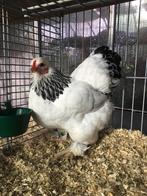 Brahmakriel hennen, Vrouwelijk, Kip