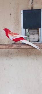 Mooie Rubino penantman, Dieren en Toebehoren, Mannelijk, Parkiet