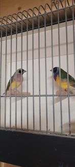 Koppel gouldamadines, Dieren en Toebehoren, Vogels | Overige Vogels, Meerdere dieren