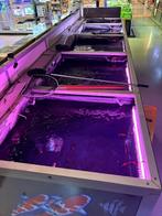 (koi)vijverbakken 4,75 x 1,20 x 1,10, Dieren en Toebehoren, Vissen | Vijvervissen, Karper of Koi