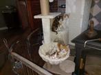 kittens, Meerdere dieren, Kortharig, 0 tot 2 jaar