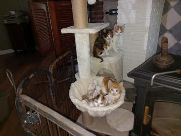 kittens beschikbaar voor biedingen