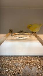 Veel kanaries (fife fancy) vrouwtjes/manntjes/koppels, Dieren en Toebehoren, Meerdere dieren, Parkiet, Geringd