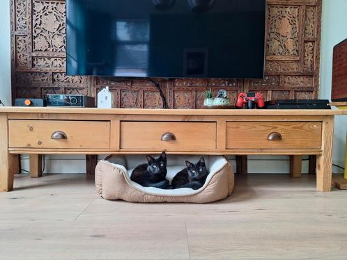Klaasje en Sjaakie + toebehoren (krabpaal, kattenbak etc)., Dieren en Toebehoren, Katten en Kittens | Overige Katten, Kortharig
