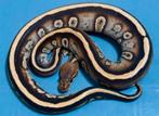 Laatste High-End Ball Pythons / Python regius, Dieren en Toebehoren, Slang, 0 tot 2 jaar