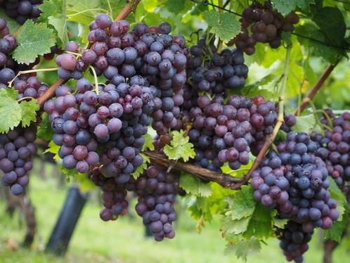 Druif, druiven in soorten 150-175 cm hoog € 19,95 per stuk, Tuin en Terras, Planten | Tuinplanten, Vaste plant, Klimplanten, Volle zon