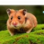 Ik zoek een goudhamster / syrische hamster ., Oktober, Meerdere dieren, Hamster