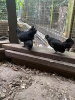 3 jonge watermaalse baardkrielen tekoop, Dieren en Toebehoren, Pluimvee, Vrouwelijk, Kip