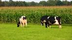 Landbouwgrond gezocht gras, maisland te huur gevraagd