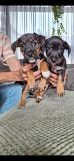 Jack Russel teefjes., Dieren en Toebehoren, Honden | Jack Russells en Terriërs, Rabiës (hondsdolheid), Jack Russell Terriër, 8 tot 15 weken