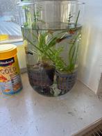 Guppy’s, Dieren en Toebehoren, Vis, Zoetwatervis