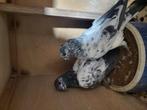 Pakistaanse hoogvlieger, Dieren en Toebehoren, Vogels | Duiven