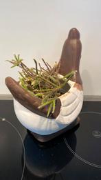 Diverse kamerplanten en stekjes exclusief pot, Huis en Inrichting, Kamerplanten, Ophalen