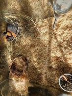 Mus porcellus Cavia, Dieren en Toebehoren, Knaagdieren, Maart, Meerdere dieren, Cavia